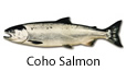 Coho salmon fishing tips