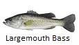 Largemouth Bass fishing tips