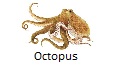 Octopus fishing tips