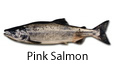 Pink salmon fishing tips