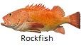 Rockfish fishing tips