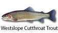 Westslope Cutthroat trout fishing tips