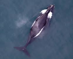 Right Whale