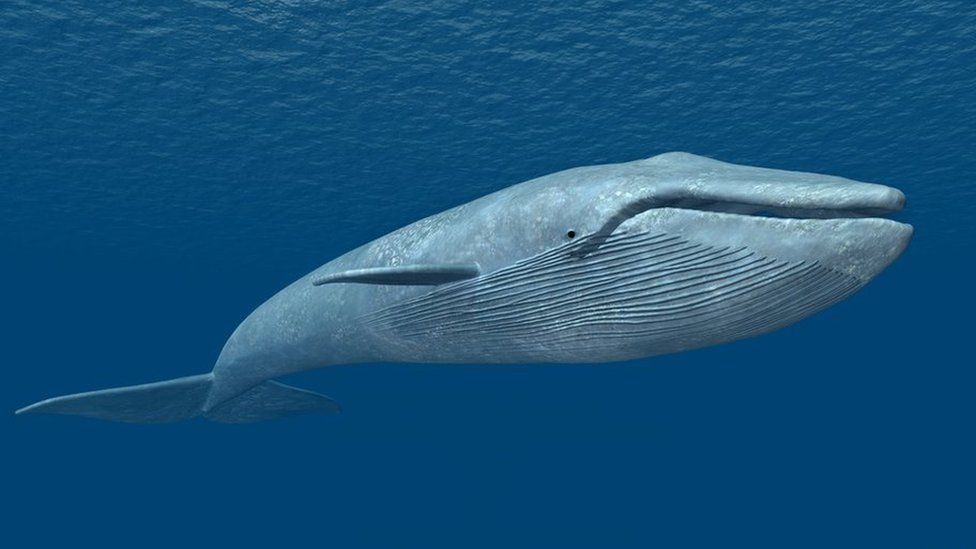 Blue Whale