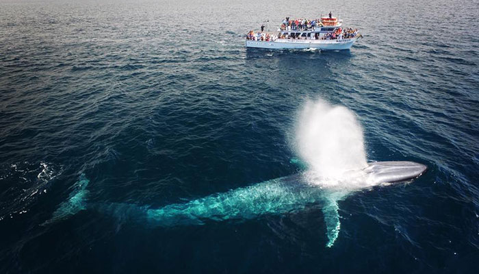 Blue Whales