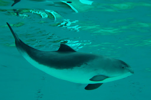 Harber Porpoise