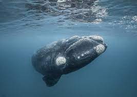 Right Whale