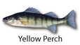 Yellow Perch fishing tips