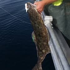 catching halibut