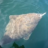 halibut