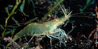 prawn