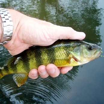 yellow perch